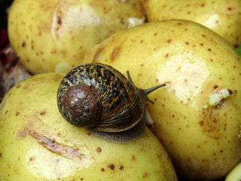 Close-up of snail