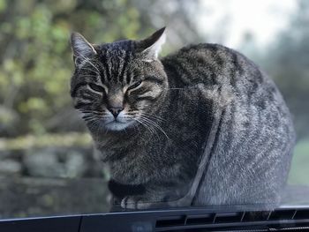 Close-up of cat sitting outdoors
