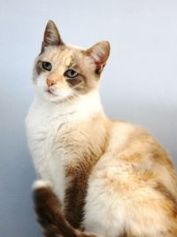 Portrait of cat looking away against wall