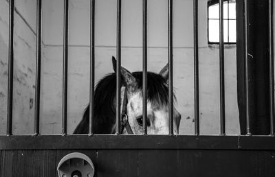 View of horse in stable