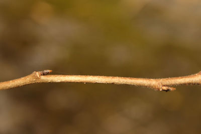 Close-up of dry leaf on twig