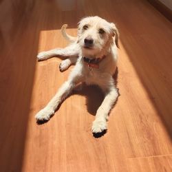 High angle portrait of dog on hardwood floor