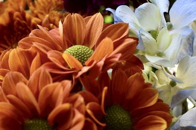 Close-up of orange flowering plant
