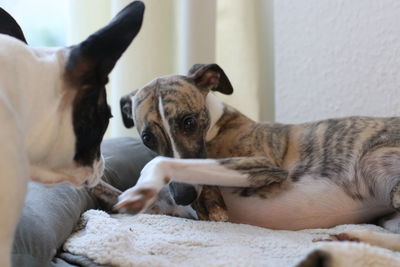 Close-up of dog relaxing at home