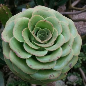 Close-up of rose