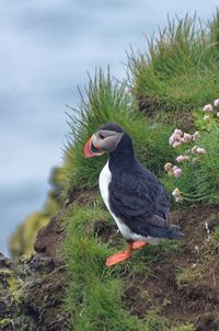 High angle view of puffin perching on field