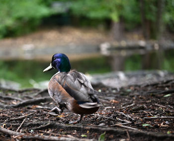 Close-up of duck