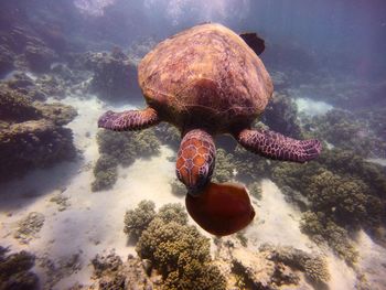 Turtle swimming in sea