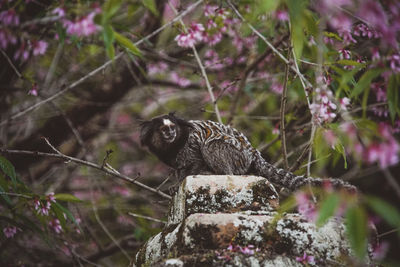 View of bird perching on tree