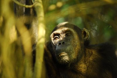Close-up of monkey