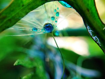 Close-up of damselfly on plant