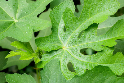 Full frame shot of wet leaves