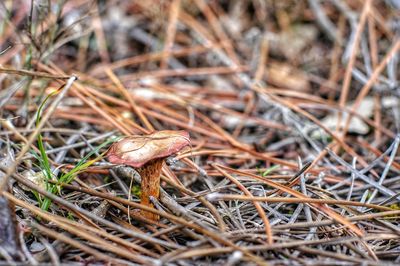 Close-up of grass growing on field