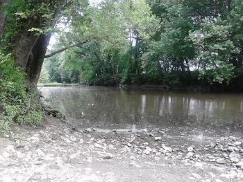 River in forest