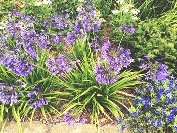 Close-up of purple flowers