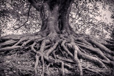 Bare trees in forest