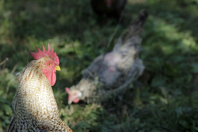 Bielefelder kennhuhn