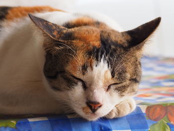 Close-up of a cat resting on bed