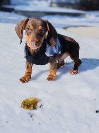 Portrait of dog standing in snow