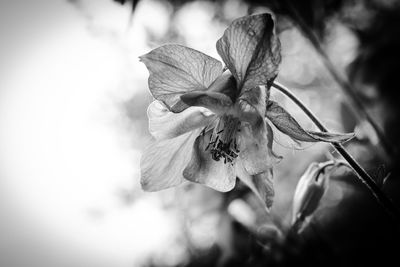 Close-up of wilted flower plant