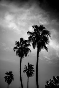 Silhouette palm trees against sky during sunset