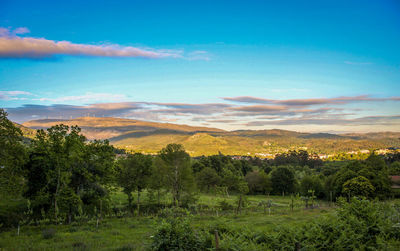 Trees on field against sky