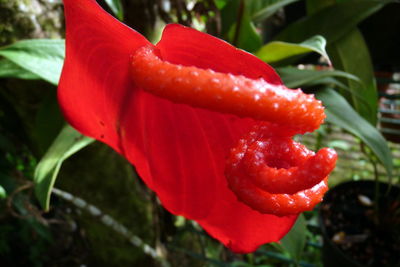 Close-up of raindrops on red rose