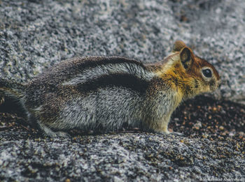 Close-up of squirrel