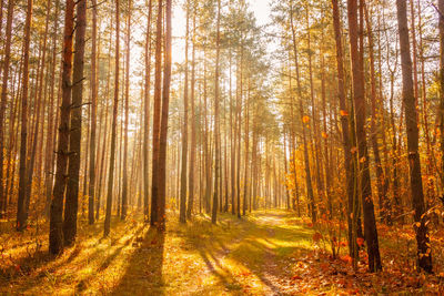 Trees in forest