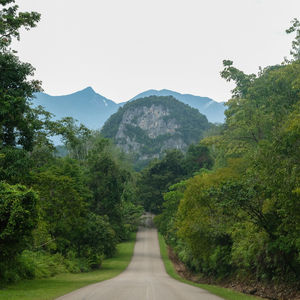 Empty road amidst trees against clear sky