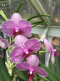 Close-up of pink orchids blooming outdoors