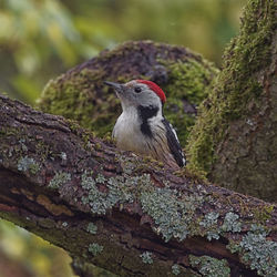 Close-up of bird perching on tree trunk