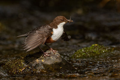 Close-up of bird perching on rock at stream