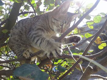 Close-up of cat on tree