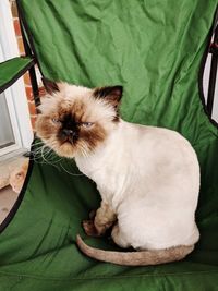 Cat sitting on sofa at home