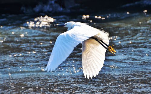 Little egret flying over lake