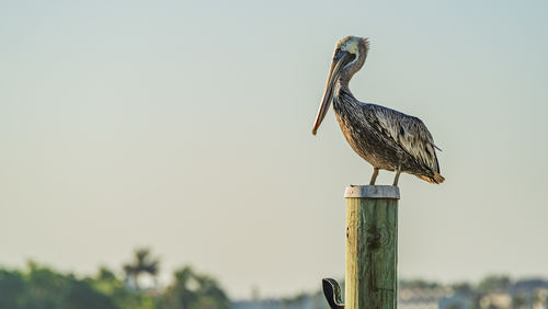 Bird perching on wooden post