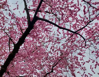 Low angle view of pink cherry blossoms in spring