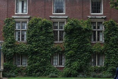 Ivy growing on old building