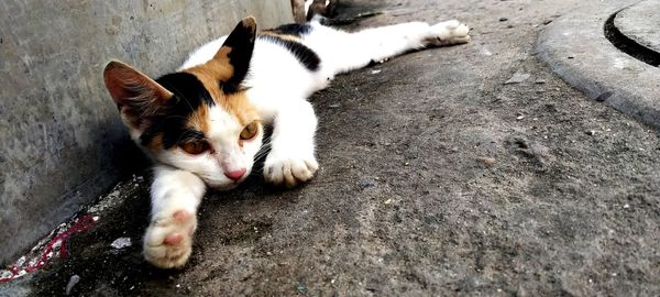 High angle view of cat relaxing outdoors