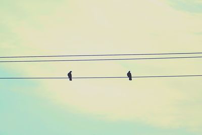 Low angle view of birds perching on power line