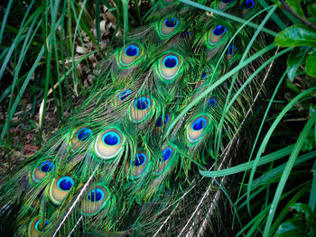 Cropped image of peacock on field