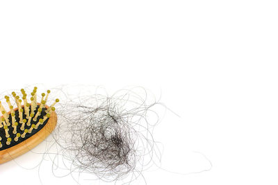 Close-up of potted plant against white background