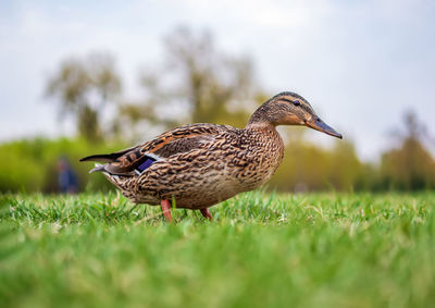 Female of mallard duck on the lawn. close-up. portrait of bird.