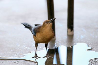 Close-up of bird perching on shore