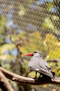 Low angle view of bird perching on branch in cage