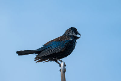 Low angle view of bird perching against clear blue sky