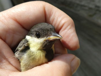 Cropped hand of person holding bird outdoors