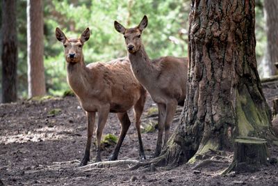 Deer in a forest