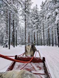 Horse on snow covered field